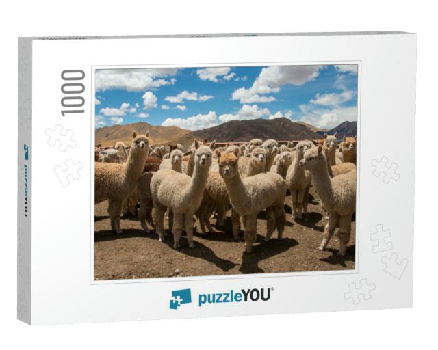 Herd of Alpacas Grazing in Peru, Near Cusco in the Andes... Jigsaw Puzzle with 1000 pieces