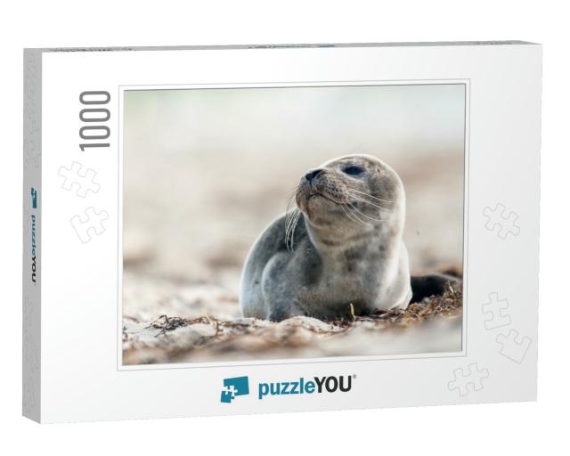 Seal on the Beach on the Baltic Sea... Jigsaw Puzzle with 1000 pieces