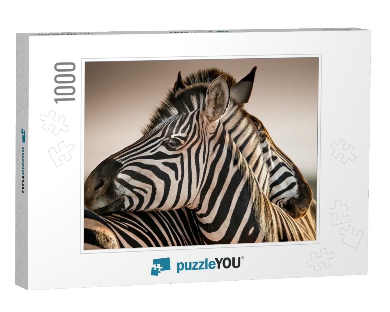 A Serene Moment in a Zebra Herd as Two Family Members Res... Jigsaw Puzzle with 1000 pieces