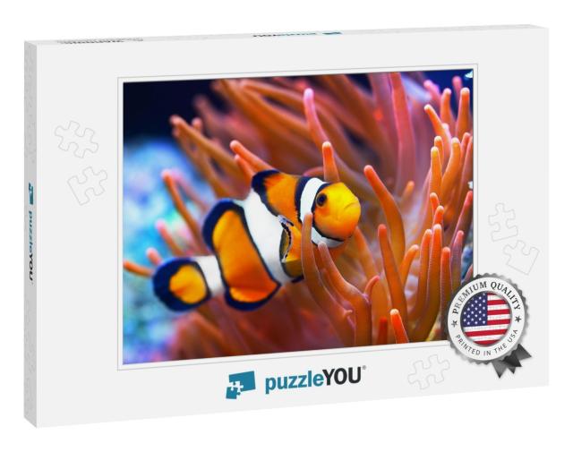 Amphiprion Ocellaris Clownfish in the Anemon. Natural Mar... Jigsaw Puzzle
