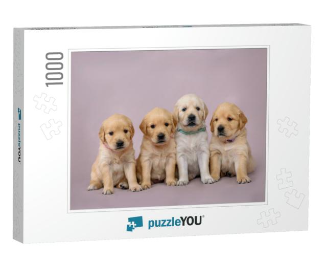4 Little Puppies Golden Retriever Puppy Sit on the Backgr... Jigsaw Puzzle with 1000 pieces