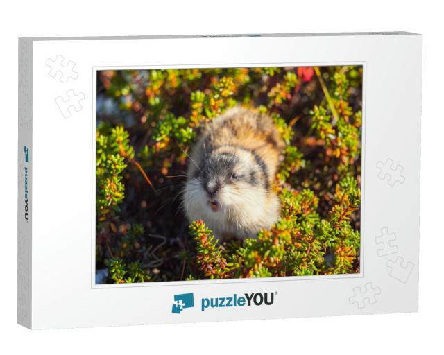 Wild Angry Norwegian Lemming Looking. Khibiny Mountains... Jigsaw Puzzle