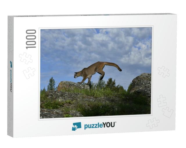 Mountain Lion Jumping from Rock to Rock... Jigsaw Puzzle with 1000 pieces
