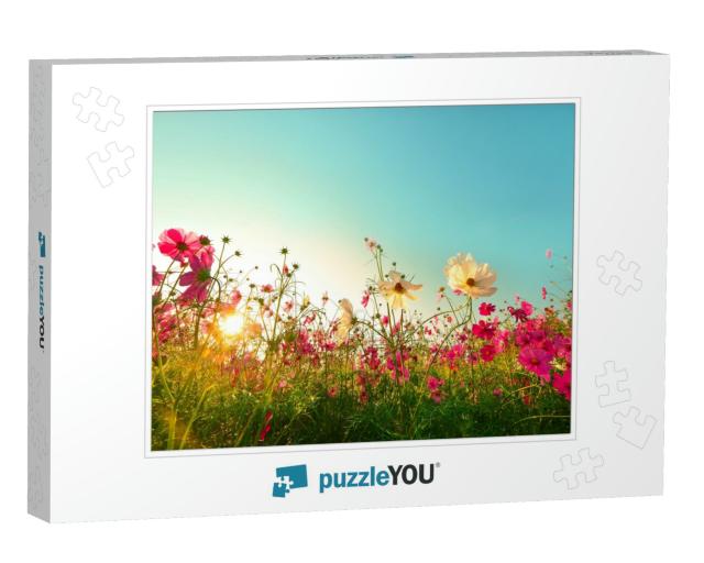 Beautiful Cosmos Flowers Blooming in Garden... Jigsaw Puzzle