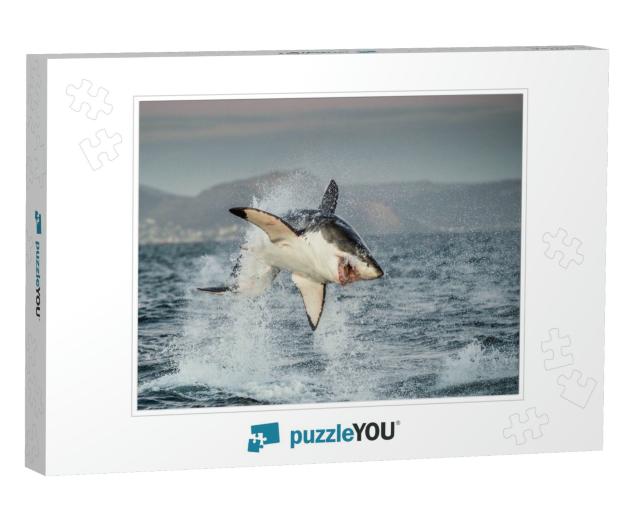 Great White Shark Carcharodon Carcharias Breaching in an... Jigsaw Puzzle