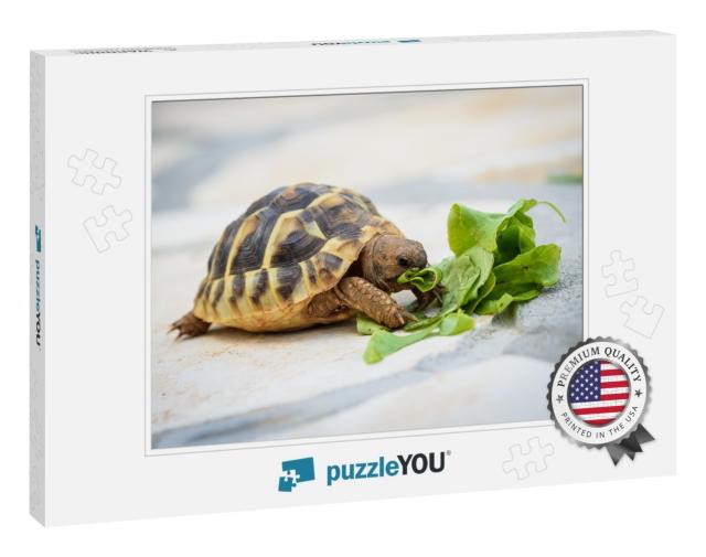 Pet Turtle Eating Lettuce Salad on Stone Paved Terrace. E... Jigsaw Puzzle