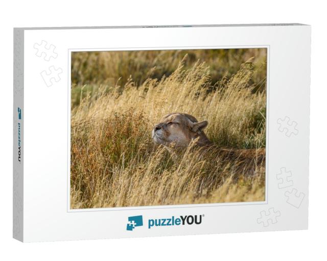 Chile, Torres Del Paine National Park. Puma Sits R... Jigsaw Puzzle