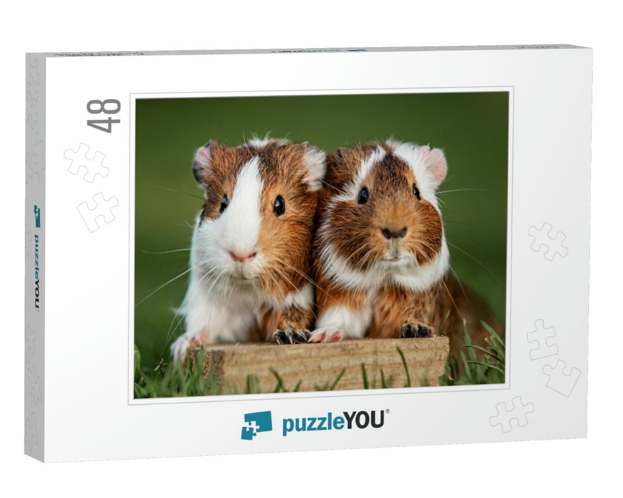 Two Lovely Guinea Pigs on the Lawn in Summer... Jigsaw Puzzle with 48 pieces