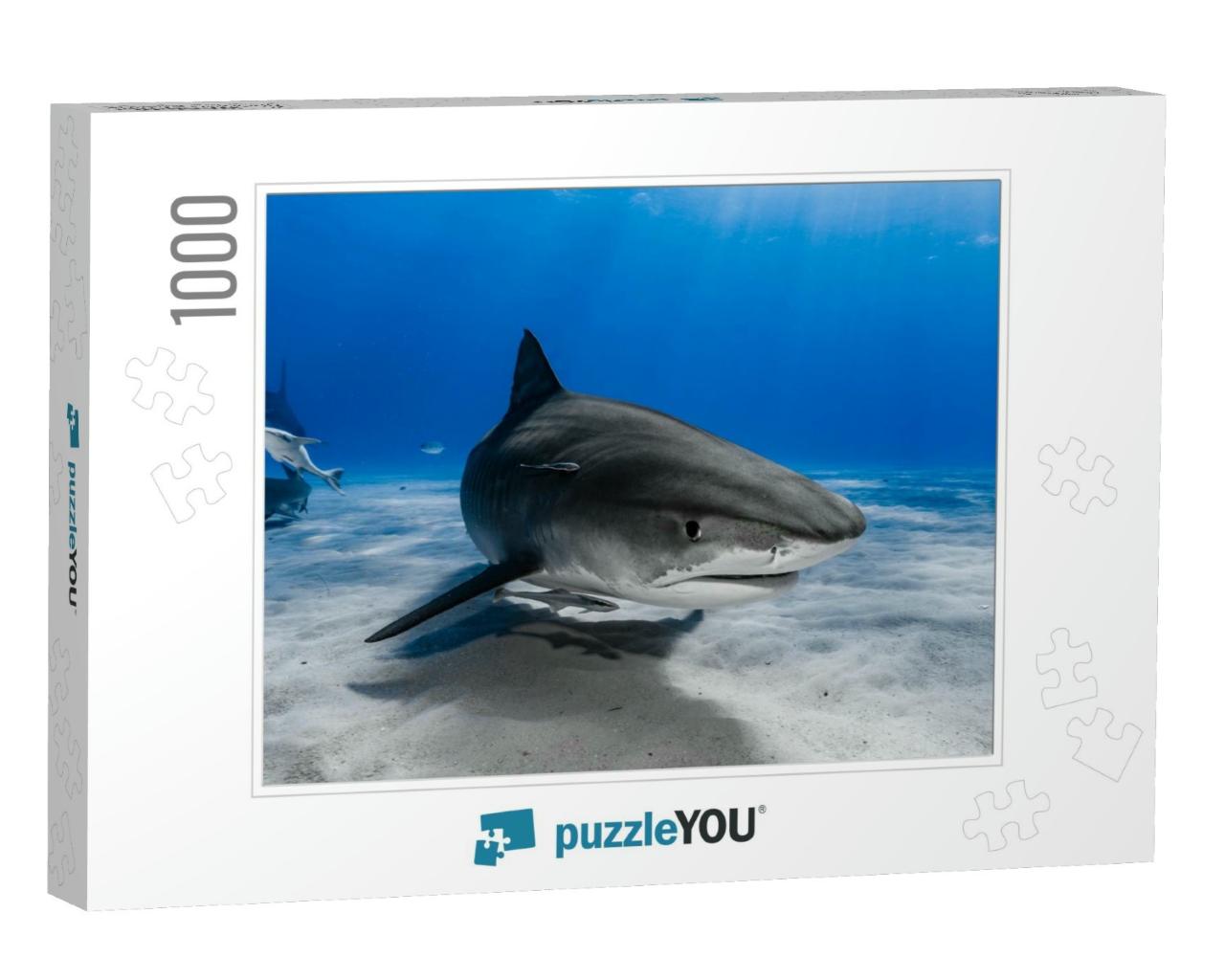 Tiger Shark Galeocerdo Cuvier Swimming Over the Reef... Jigsaw Puzzle with 1000 pieces