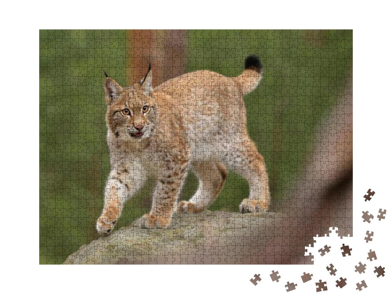 Eurasian Lynx Lynx in the Natural Environment. Taken in... Jigsaw Puzzle with 1000 pieces