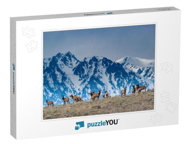 Herd of Elk Grazing with Backdrop of Snowy Teton Mountain... Jigsaw Puzzle