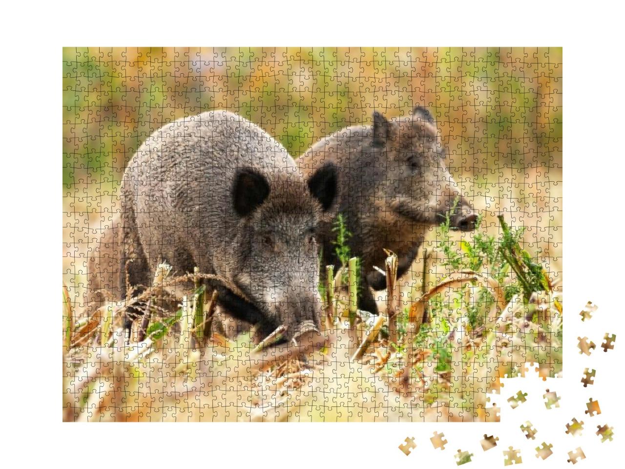 Herd of Wild Boars, Sus Scrofa, Wandering & Looking for S... Jigsaw Puzzle with 1000 pieces