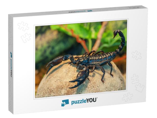 Live Black Scorpion Emperor Scorpion... Jigsaw Puzzle