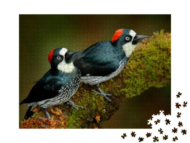 Acorn Woodpecker, Melanerpes Formicivorus. Beautiful Two... Jigsaw Puzzle with 1000 pieces
