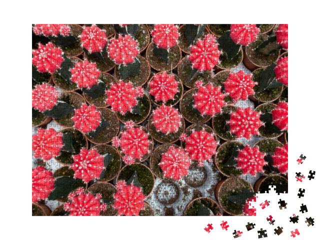 Beautiful Colorful Gymnocalycium Milanovich Grafted Cactu... Jigsaw Puzzle with 1000 pieces