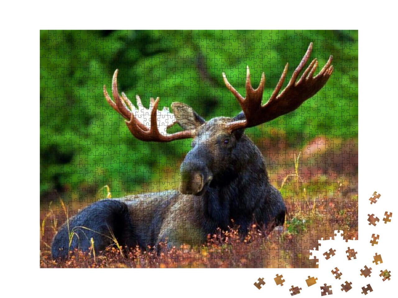 Moose Resting in Nature in the Afternoon... Jigsaw Puzzle with 1000 pieces
