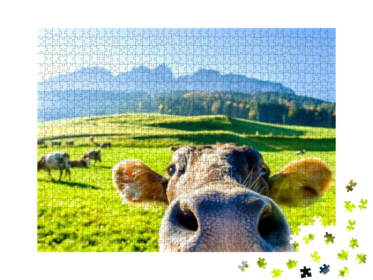 Funny Cow At the Kaisergebirge Mountain... Jigsaw Puzzle with 1000 pieces