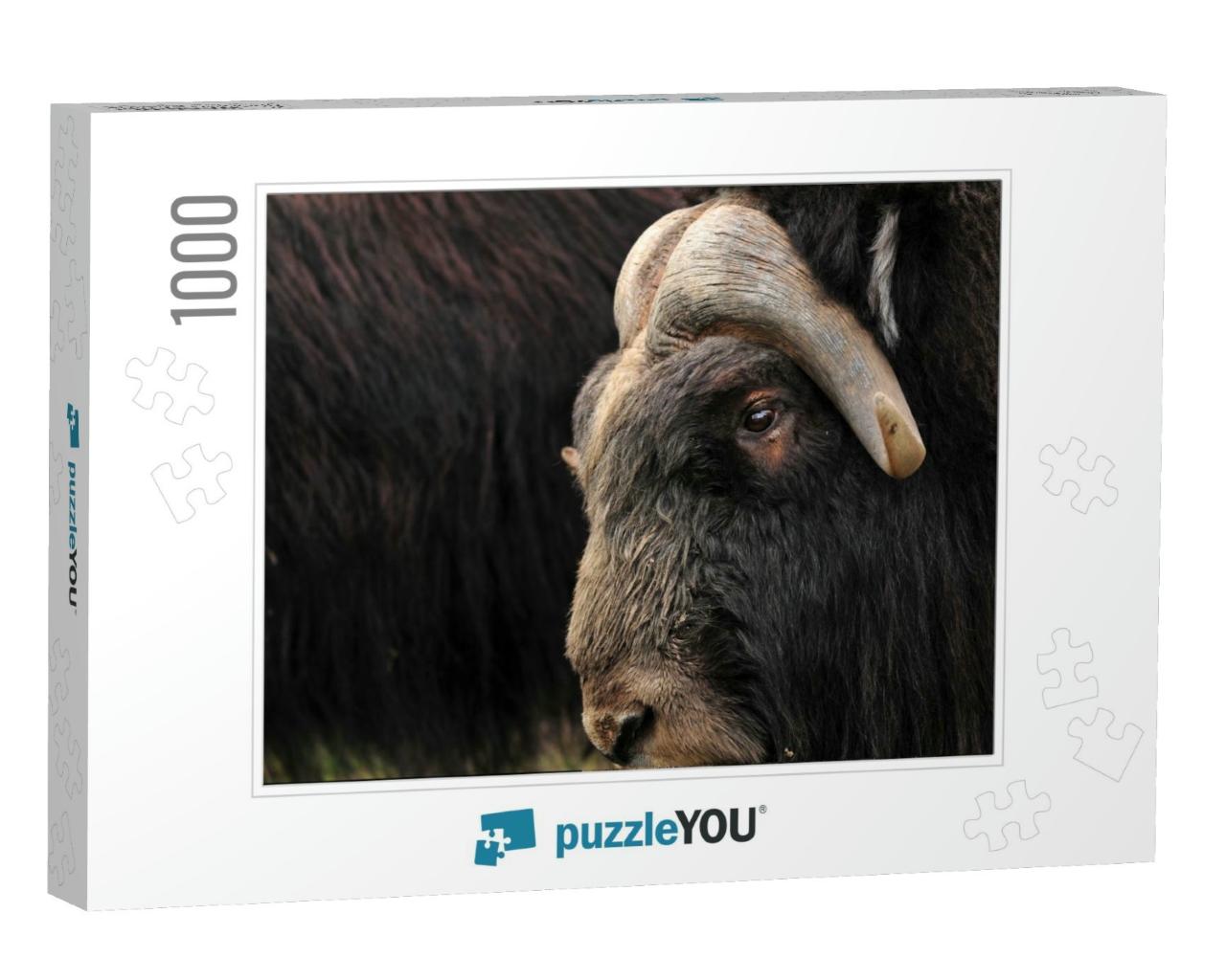 Closeup of a Musk Ox with Others from the Herd in the Bac... Jigsaw Puzzle with 1000 pieces