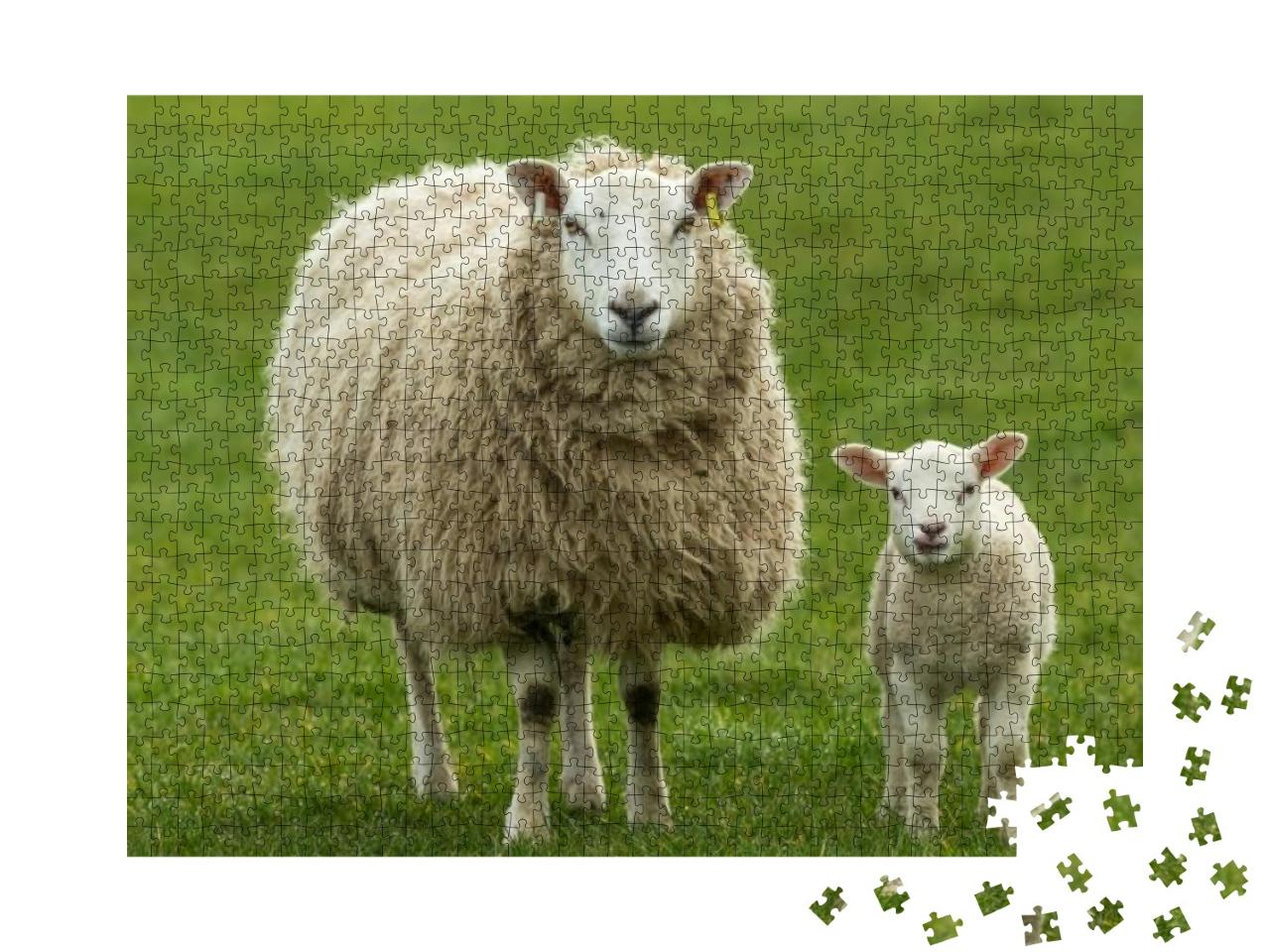 Ewe, a Female Sheep with Her Young Lamb, Both Facing Forw... Jigsaw Puzzle with 1000 pieces
