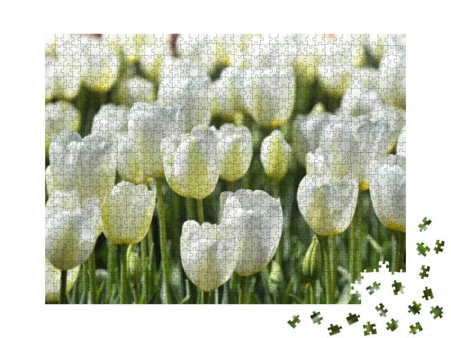White Tulips in the Blur Background Closeup in a Bulb Fie... Jigsaw Puzzle with 1000 pieces