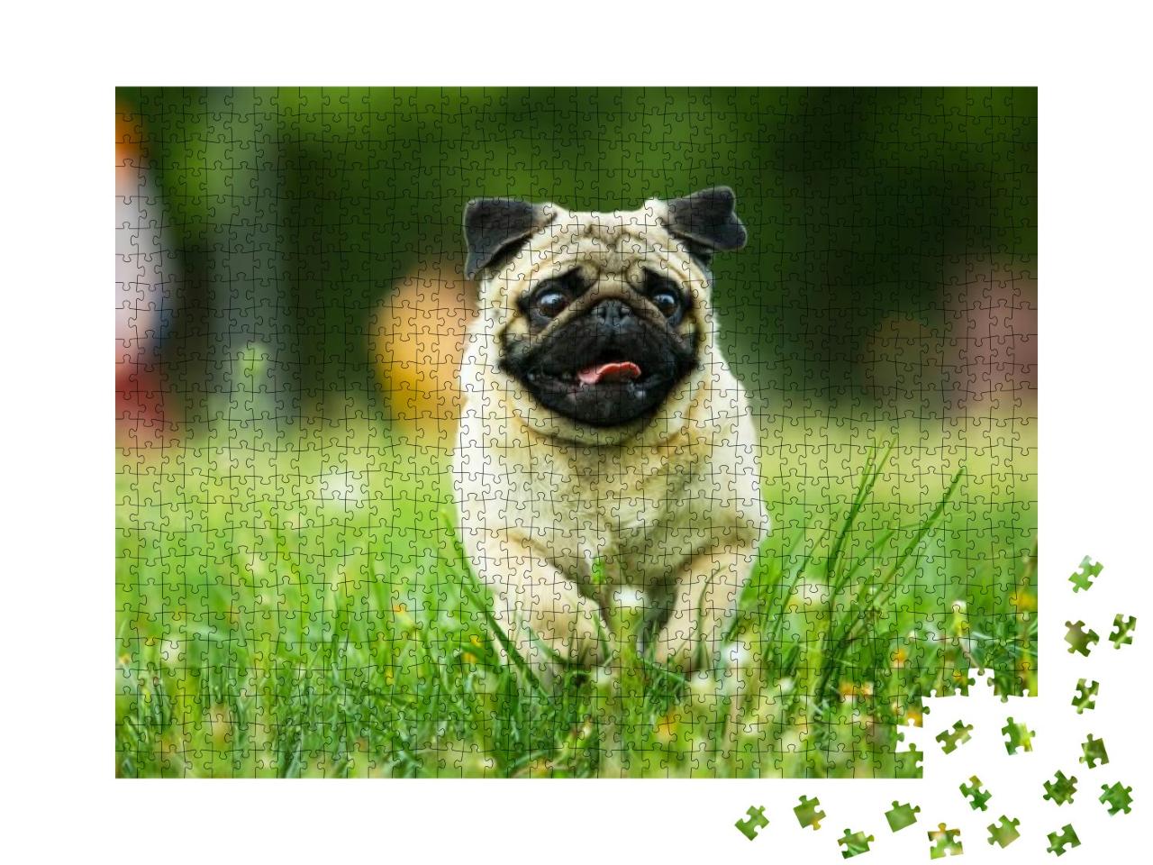 Dog, Pug, Animal, Puppy, Pet, Canine, Cute, Breed, Bulldo... Jigsaw Puzzle with 1000 pieces