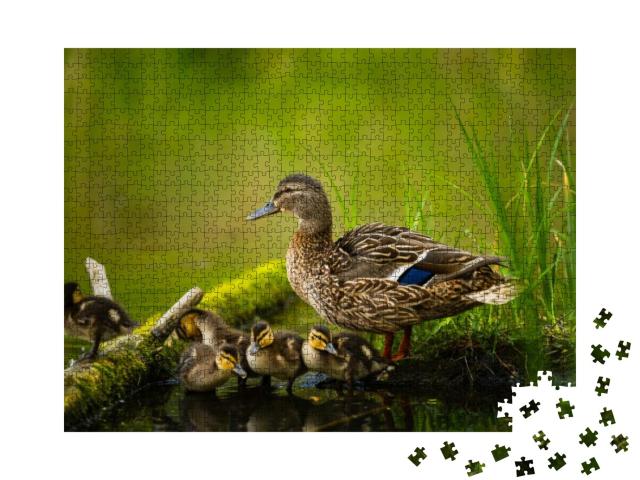 Mallard Female with Little Ducklings in a Living Nature o... Jigsaw Puzzle with 1000 pieces