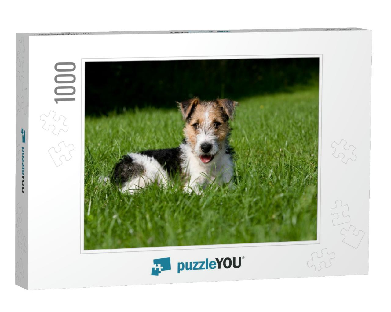 Wire-Haired Fox Terrier Dog, Pup Laying on Lawn... Jigsaw Puzzle with 1000 pieces