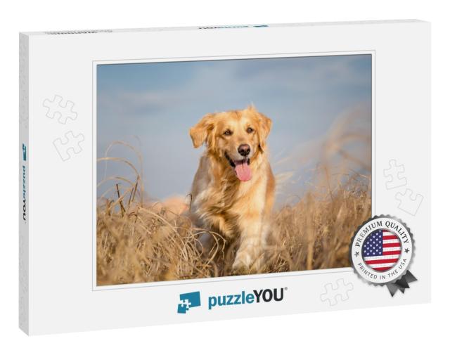 Golden Retriever Dog Running Outdoor... Jigsaw Puzzle