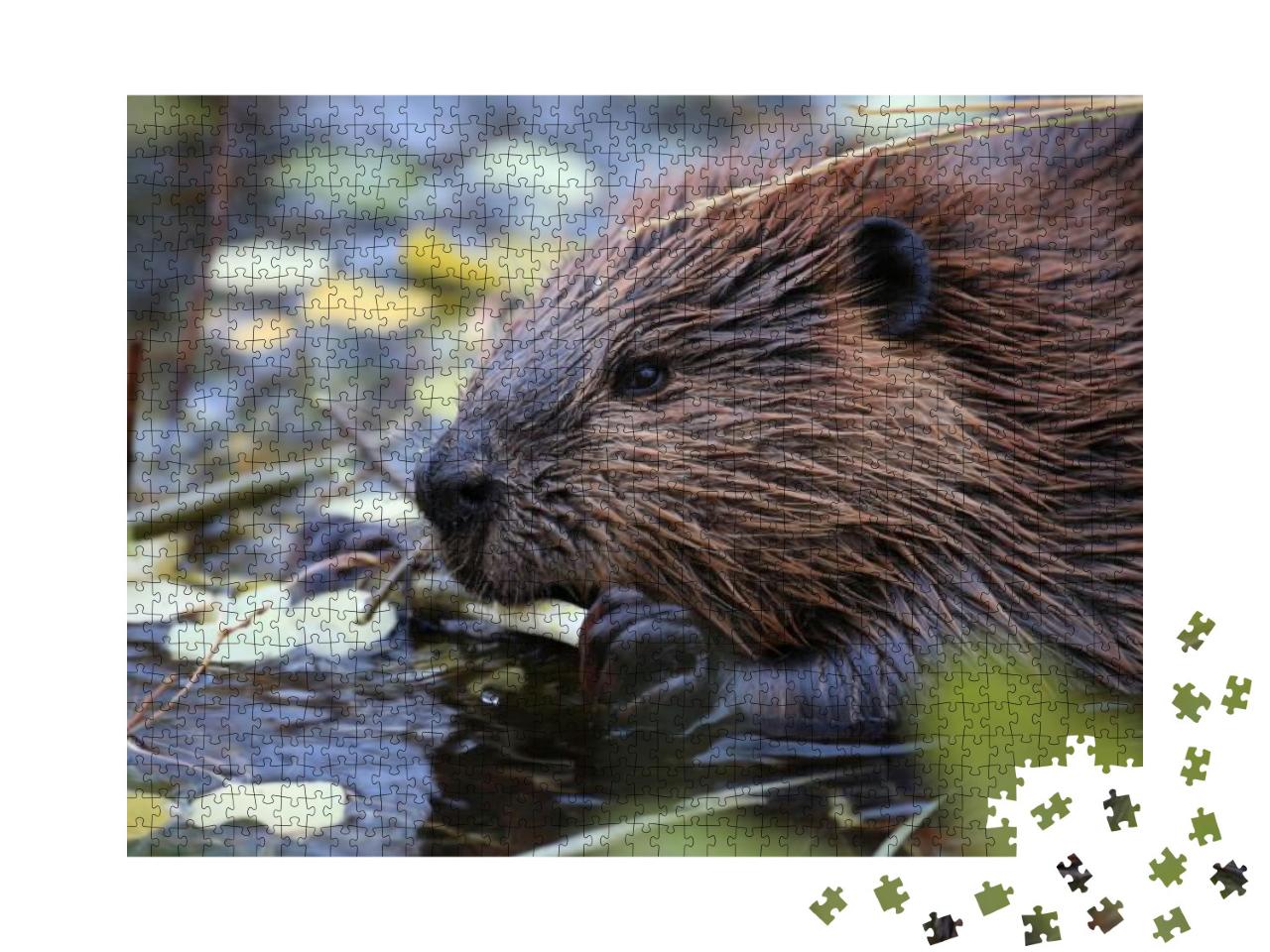North American Beaver Castor Canadensis Eating, Alaska... Jigsaw Puzzle with 1000 pieces
