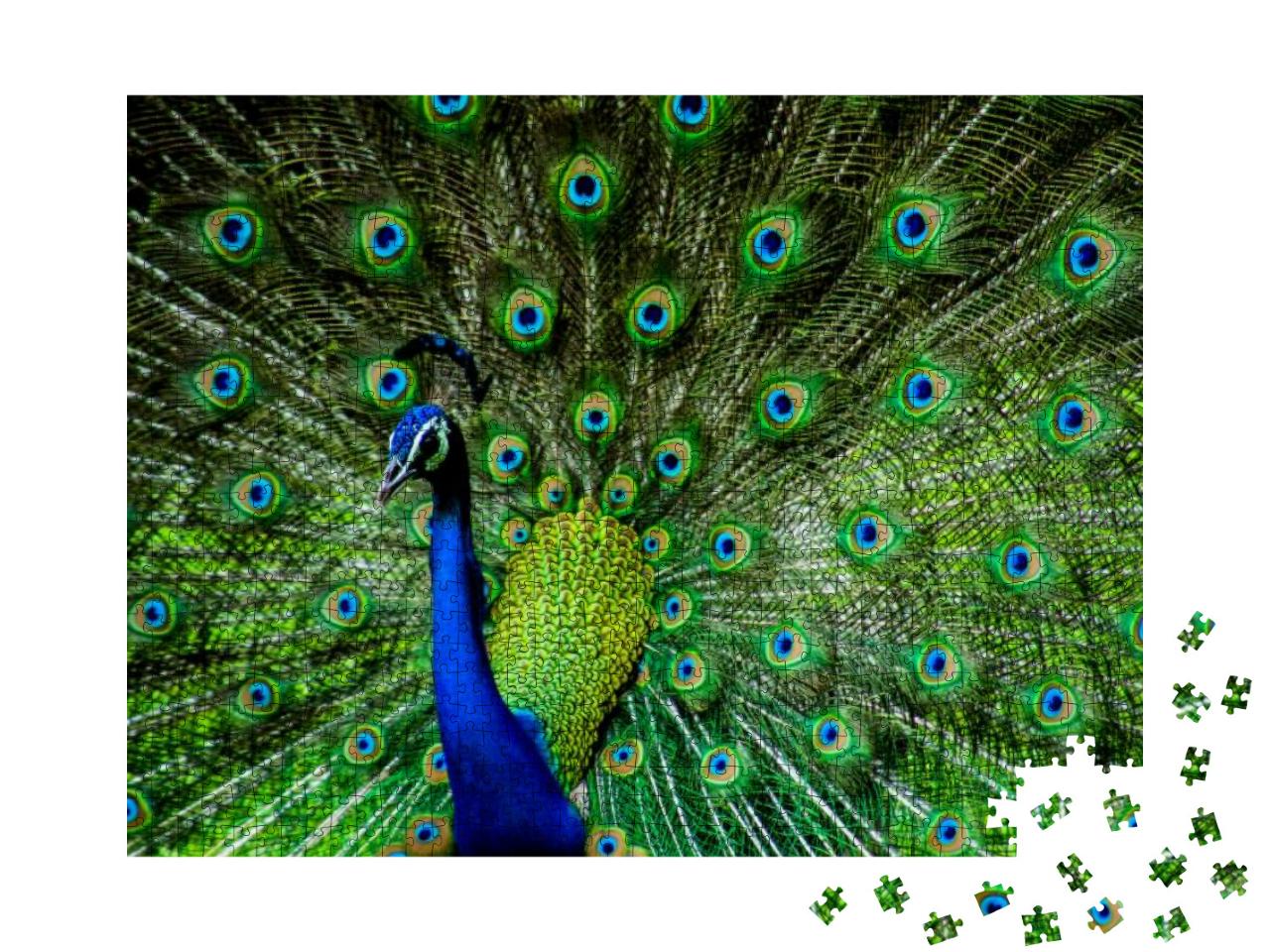 Indian Male Peacock... Jigsaw Puzzle with 1000 pieces