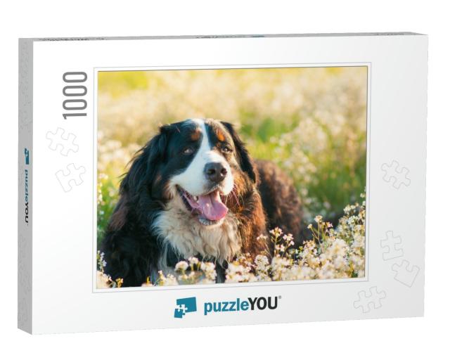 Bernese Mountain Dog in the Meadow Full of Flowers... Jigsaw Puzzle with 1000 pieces