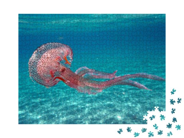 Tuscany, Italy. Pelagia Noctiluca Jellyfish in the Sea of... Jigsaw Puzzle with 1000 pieces