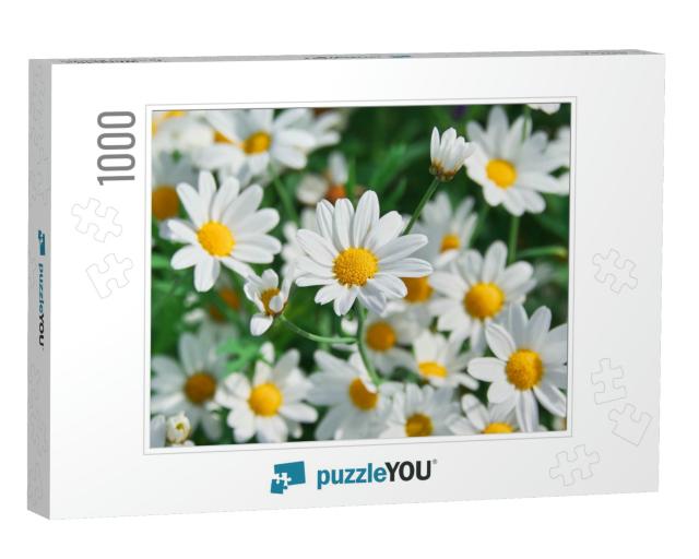 Field of Chamomiles At Sunny Day At Nature. Chamomile Dai... Jigsaw Puzzle with 1000 pieces