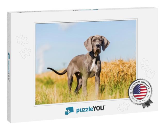 Portrait Picture of a Great Dane Puppy Who Stands on a Co... Jigsaw Puzzle
