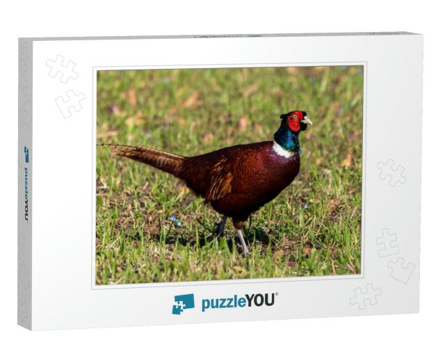 Pheasant Displaying All Its Beautiful Colors on a Spring... Jigsaw Puzzle