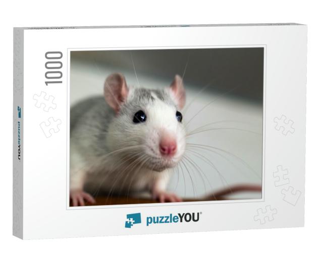 Closeup of Funny White Domestic Rat with Long Whiskers... Jigsaw Puzzle with 1000 pieces