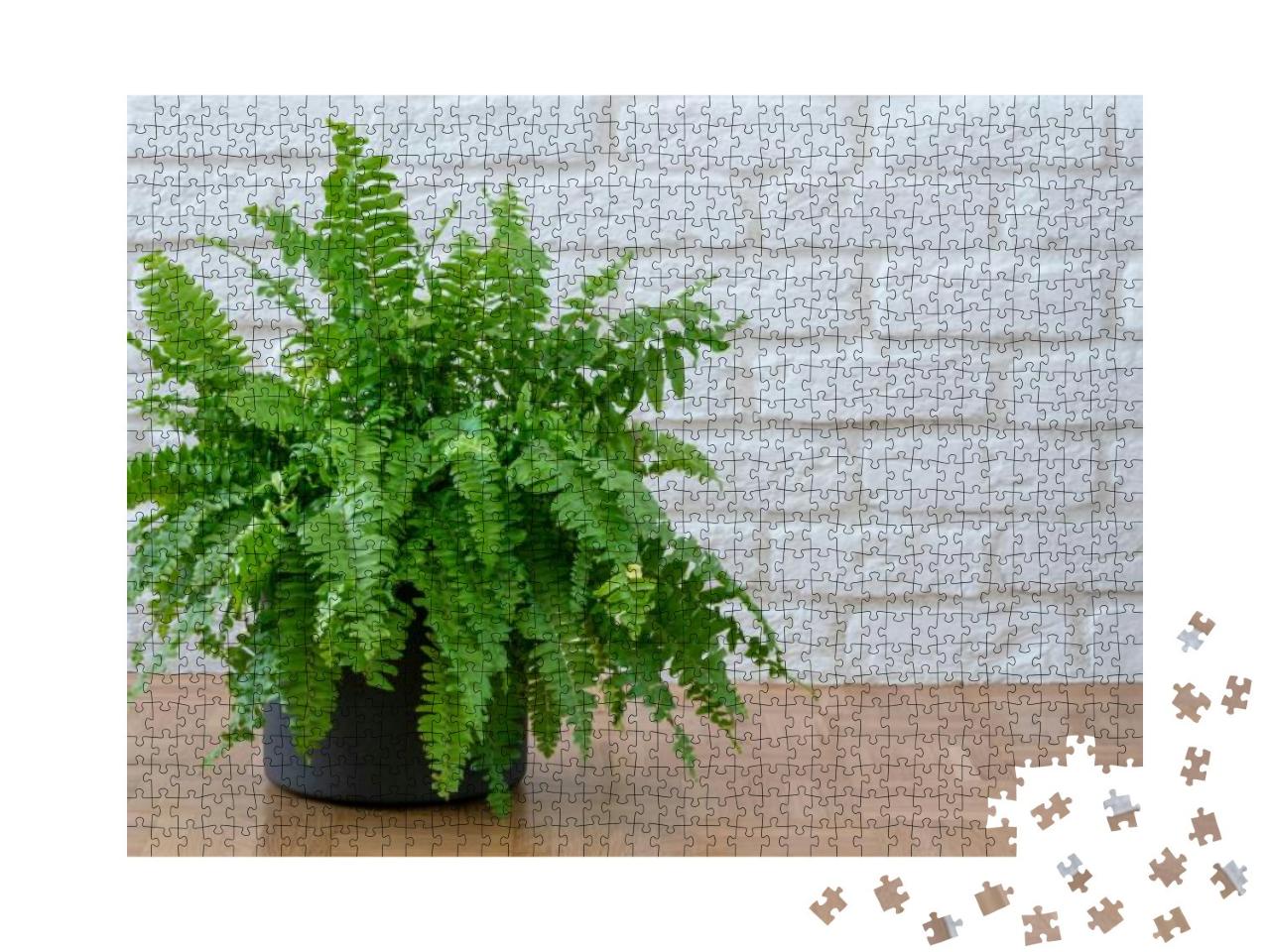Nephrolepis Exaltata, Beautiful Potted Ferns or Green Lad... Jigsaw Puzzle with 1000 pieces