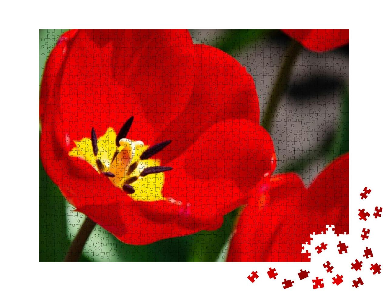 Details of Inner Tulip Flower with Pistil & Stamen. Close... Jigsaw Puzzle with 1000 pieces