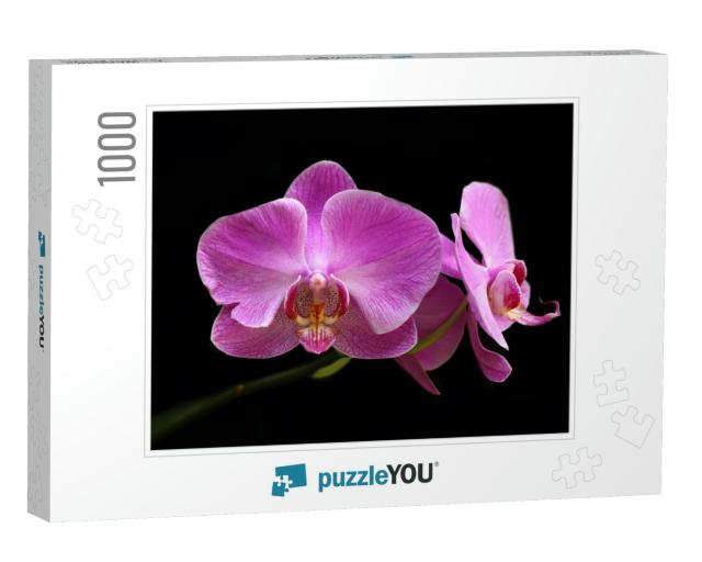 Broken Petal of Pink Moon Orchid Flower with Black Backgr... Jigsaw Puzzle with 1000 pieces