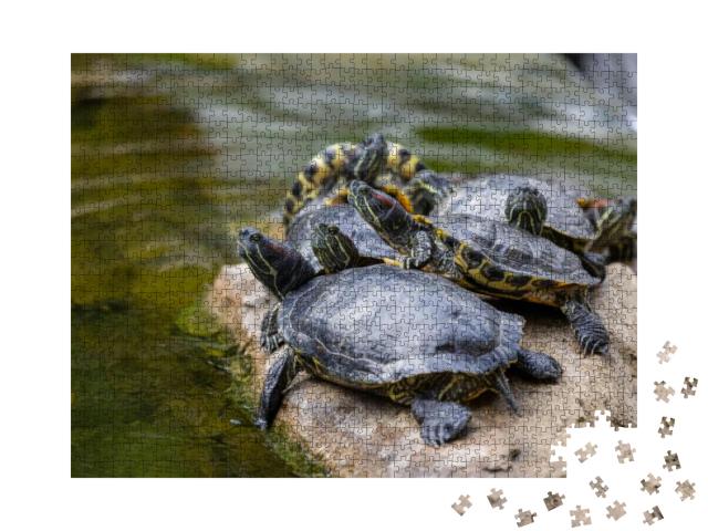 Redear Turtle in Water Pond... Jigsaw Puzzle with 1000 pieces