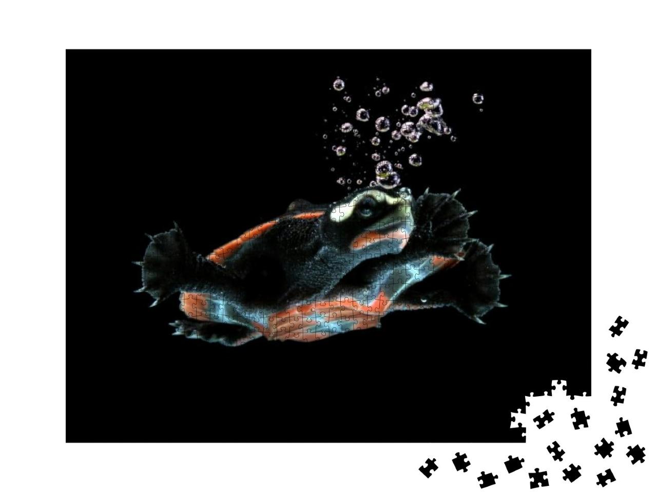 Red Breasted Turtle Swimming in the Water, Red Be... Jigsaw Puzzle with 1000 pieces
