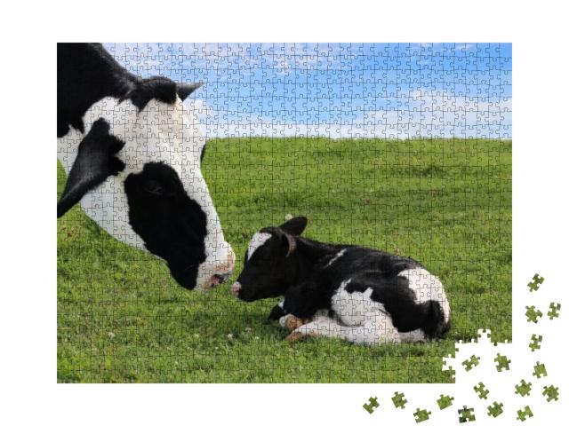 Close-Up of Mother Holstein Cows Face Watching Over Her T... Jigsaw Puzzle with 1000 pieces