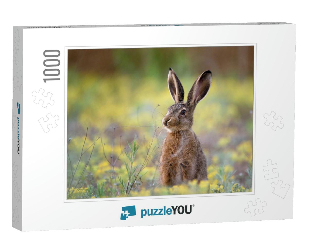 European Hare Stands in the Grass & Looking At the Camera... Jigsaw Puzzle with 1000 pieces