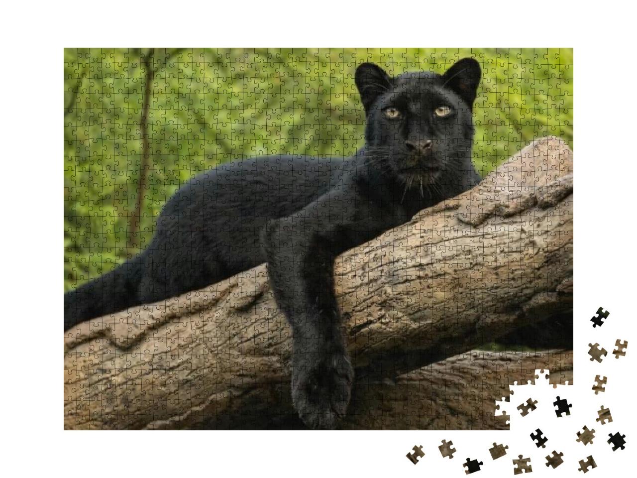 Wild Cat, Black Panther Perched on a Log... Jigsaw Puzzle with 1000 pieces