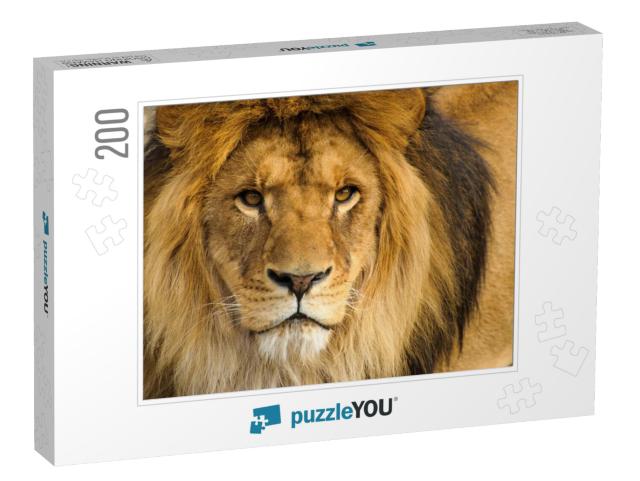 Beautiful Mighty Lion... Jigsaw Puzzle with 200 pieces