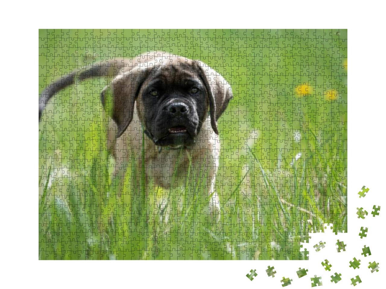 English Mastiff Puppy Playing in the Grass, in a Meadow F... Jigsaw Puzzle with 1000 pieces