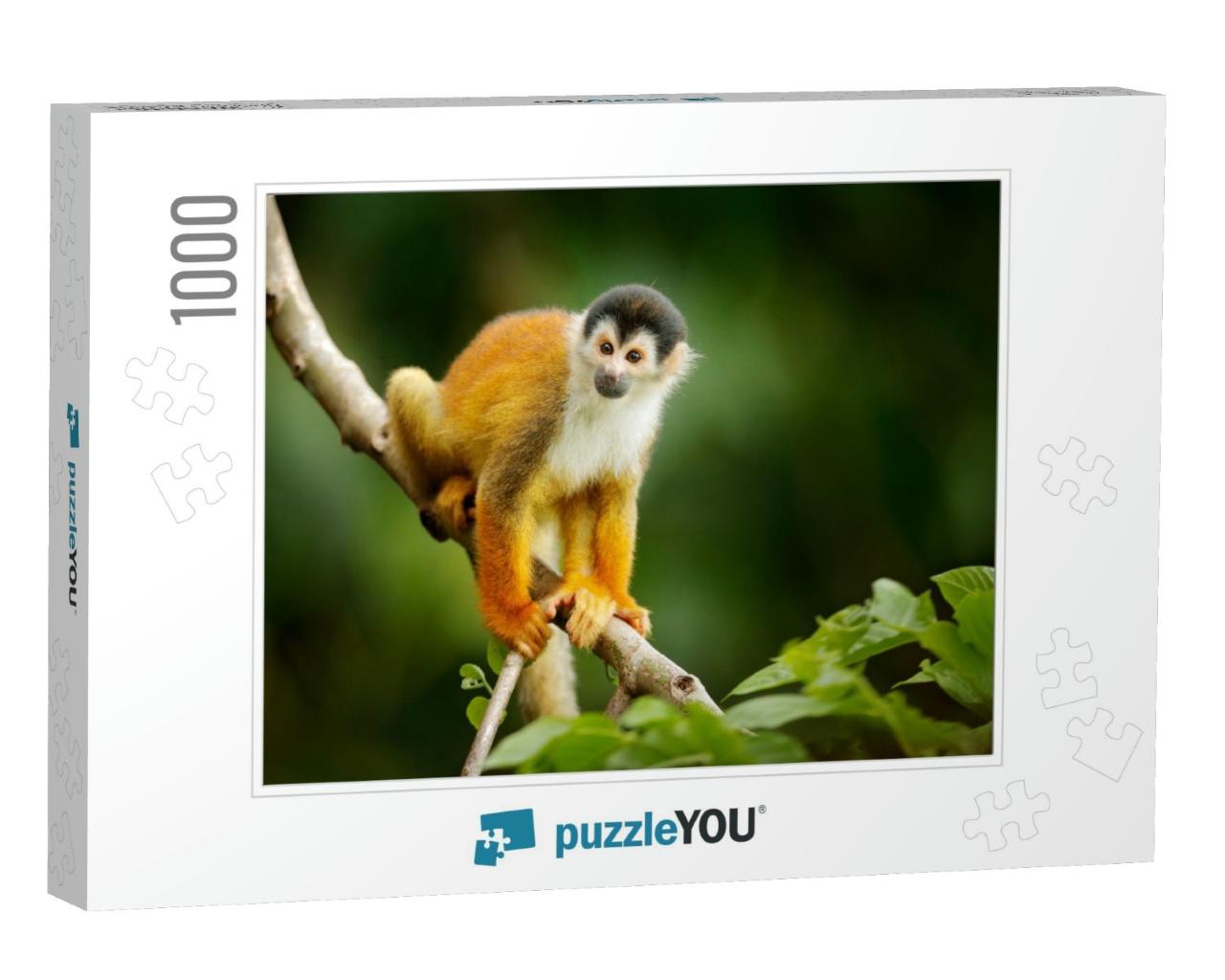 Squirrel Monkey, Saimiri Oerstedii, Sitting on the Tree T... Jigsaw Puzzle with 1000 pieces