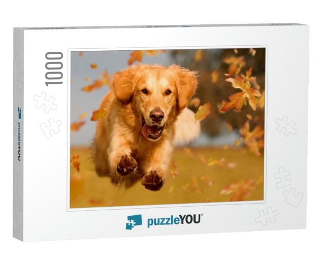Dog, Golden Retriever Jumping Through Autumn Leaves in Au... Jigsaw Puzzle with 1000 pieces