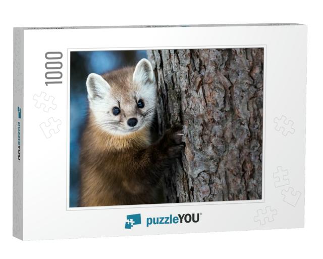 American Marten - Martes Americana, Climbing a Pine Tree... Jigsaw Puzzle with 1000 pieces