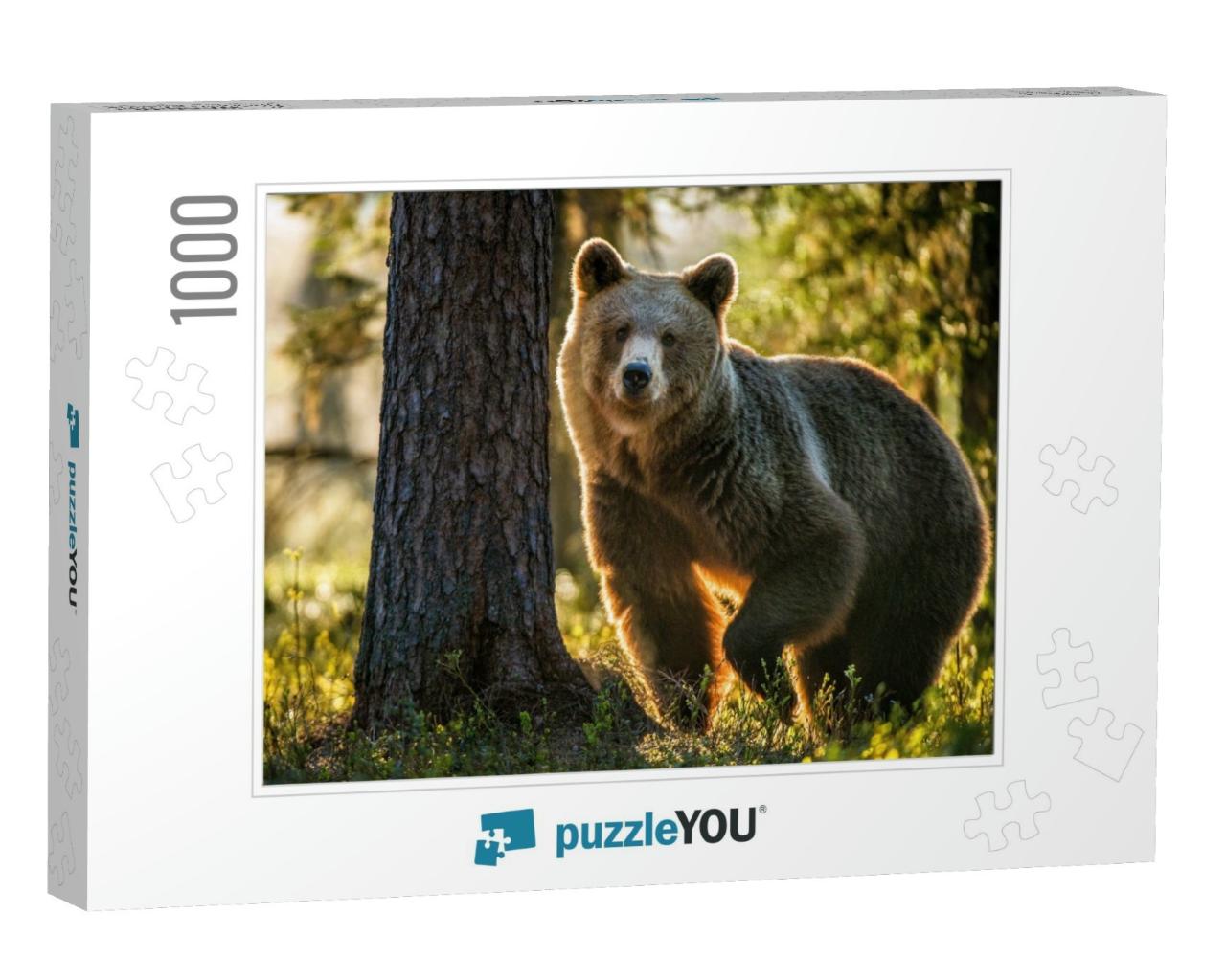 Wild Adult Brown Bear Ursus Arctos in the Summer Forest... Jigsaw Puzzle with 1000 pieces